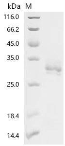 Recombinant Human Natural cytotoxicity triggering receptor 3 ligand 1 (NCR3LG1), partial