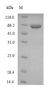 Recombinant Human Neurofilament heavy polypeptide (NEFH), partial