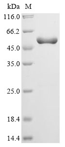 Recombinant Human Serine/threonine-protein kinase Nek7 (NEK7)