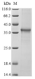 Recombinant Human NACHT, LRR and PYD domains-containing protein 3 (NLRP3), partial