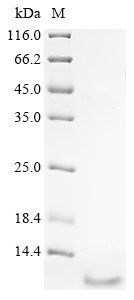 Recombinant Human Neuropeptide B (NPB)