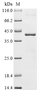 Recombinant Human Nucleophosmin (NPM1)