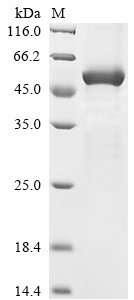 Recombinant Human Atrial natriuretic peptide receptor 2 (NPR2), partial