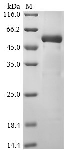 Recombinant Human COUP transcription factor 1 (NR2F1)