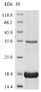 Recombinant Human Neurotrophin-3 (NTF3)