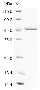 Recombinant Human Olfactomedin-like protein 1 (OLFML1)