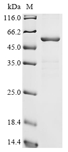 Recombinant Human Otoferlin (OTOF), partial