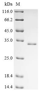 Recombinant Human Putative transcription factor ovo-like protein 3 (OVOL3)
