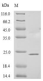 Recombinant Human Glycodelin (PAEP)