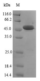 Recombinant Human Parkinson disease protein 7 (PARK7), partial