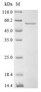Recombinant Human Protocadherin gamma-B3 (PCDHGB3), partial