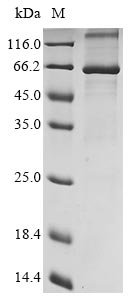Recombinant Human herpesvirus 2 Envelope glycoprotein E (gE) Protein, Human herpesvirus 2 (strain HG52) (HHV-2) (Human herpes simplex virus 2), in vitro E.coli expression system, N-terminal 10xHis-tagged, 60.1kDa, purity >90% as determined by SDS-PAGE.