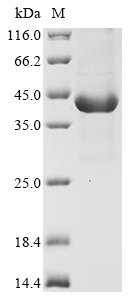 Recombinant Human Pepsin A-5 (PGA5)