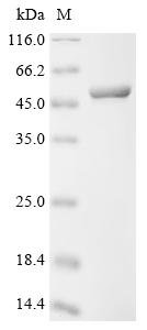 Recombinant Human Phosphoglycerate kinase 1 (PGK1), Homo sapiens (Human), E.coli, C-terminal 6xHis-tagged, 51.5kDa, purity >95% as determined by SDS-PAGE.