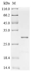 Recombinant Human Membrane-associated progesterone receptor component 2 (PGRMC2), Partial