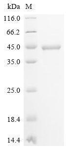 Recombinant Human Serine/threonine-protein kinase pim-2 (PIM2), Homo sapiens (Human), E.coli, N-terminal 10xHis-tagged and C-terminal Myc-tagged, 41.7kDa, purity >95% as determined by SDS-PAGE.