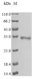 Recombinant Human PITH domain-containing protein 1 (PITHD1)