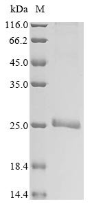 Recombinant Human Placenta-specific protein 1 (PLAC1), Homo sapiens (Human), E.coli, N-terminal 6xHis-tagged, 23.3kDa, purity >90% as determined by SDS-PAGE.