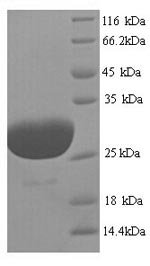 Recombinant Human Phospholamban (PLN), Homo sapiens (Human), Yeast, N-terminal GST-tagged, 33.1kDa, purity >90% as determined by SDS-PAGE.