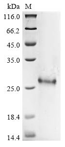 Recombinant Human Protein PML (PML), partial, Homo sapiens (Human), E.coli, N-terminal 6xHis-tagged, 26.4kDa, purity >90% as determined by SDS-PAGE.