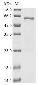 Recombinant Human Mitochondrial-processing peptidase subunit alpha (PMPCA), Homo sapiens (Human), E.coli, N-terminal 6xHis-tagged, 60.6kDa, purity >90% as determined by SDS-PAGE.