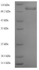 Recombinant Human DNA polymerase subunit gamma-2, mitochondrial (POLG2)