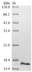 Recombinant Human DNA-directed RNA polymerase III subunit RPC10 (POLR3K), Homo sapiens (Human), E.coli, N-terminal 6xHis-tagged, 16.4kDa, purity >90% as determined by SDS-PAGE.