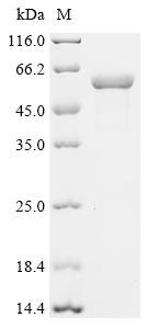 Recombinant Human POU domain, class 2, transcription factor 3 (POU2F3), Homo sapiens (Human), E.coli, N-terminal 10xHis-tagged, 53.5kDa, purity >90% as determined by SDS-PAGE.