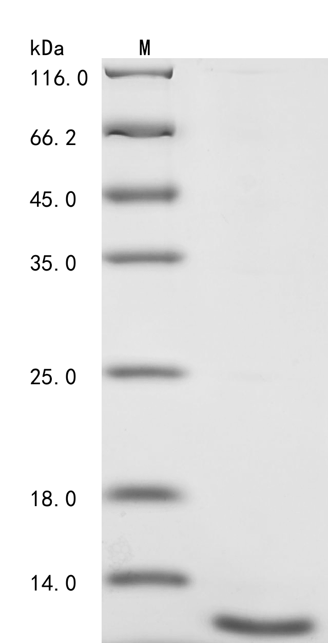 Recombinant Human Inorganic pyrophosphatase (PPA1), partial, Homo sapiens (Human), E.coli, N-terminal 6xHis-tagged, 10.8kDa, purity >90% as determined by SDS-PAGE.