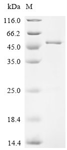Recombinant Human Peroxisome proliferator-activated receptor delta (PPARD), partial, Homo sapiens (Human), E.coli, N-terminal 6xHis-SUMO-tagged, 49.8kDa, purity >85% as determined by SDS-PAGE.