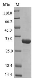 Recombinant Human Peroxiredoxin-1 (PRDX1)