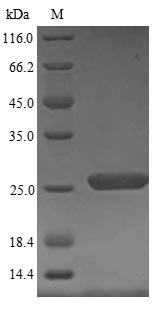 Recombinant Human Peroxiredoxin-1 (PRDX1), Homo sapiens (Human), Yeast, N-terminal 6xHis-tagged, 24.1kDa, purity >90% as determined by SDS-PAGE.