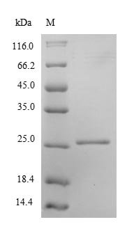 Recombinant Human Peroxiredoxin-2 (PRDX2)