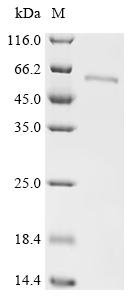 Recombinant Human Vitamin K-dependent protein C (PROC), Homo sapiens (Human), E.coli, C-terminal 6xHis-tagged, 54.2kDa, purity >95% as determined by SDS-PAGE.