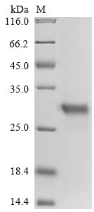 Recombinant Human Trypsin-2 (PRSS2) (K23Q,S167G), partial