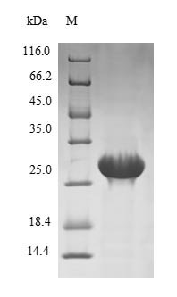 Recombinant Human Testisin (PRSS21)