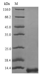 Recombinant Human Prosaposin (PSAP), partial
