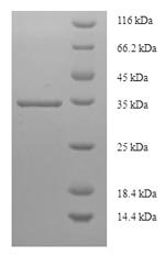Recombinant Human Prostaglandin-H2 D-isomerase (PTGDS), Homo sapiens (Human), E.coli, N-terminal 6xHis-SUMO-tagged, 34.7kDa, purity >90% as determined by SDS-PAGE.