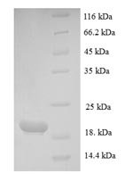 Recombinant Human Parathyroid hormone-related protein (PTHLH), partial