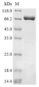 Recombinant Human Tyrosine-protein phosphatase non-receptor type 11 (PTPN11) (T253M,Q257L), Homo sapiens (Human), E.coli, N-terminal 6xHis-tagged, 73.9kDa, purity >90% as determined by SDS-PAGE.