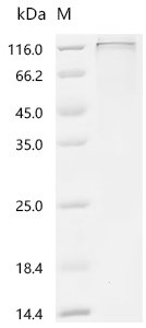 Recombinant Human Receptor-type tyrosine-protein phosphatase T (PTPRT), partial, Homo sapiens (Human), Mammalian cell, C-terminal 10xHis-tagged, 81.0kDa, purity >90% as determined by SDS-PAGE.
