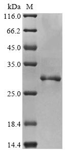 Recombinant Human Apoptosis-associated speck-like protein containing a CARD (PYCARD)