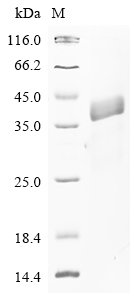 Recombinant Human Sulfhydryl oxidase 1 (QSOX1), partial