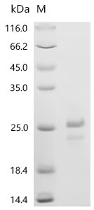 Recombinant Human Ras-related protein Rab-6A (RAB6A), Homo sapiens (Human), Yeast, N-terminal 6xHis-tagged, 24.4kDa, purity >95% as determined by SDS-PAGE.