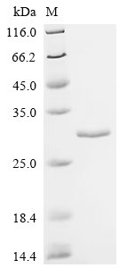 Recombinant Human Ras-related protein Rab-6B (RAB6B), Homo sapiens (Human), E.coli, N-terminal 6xHis-tagged, 27.4kDa, purity >95% as determined by SDS-PAGE.