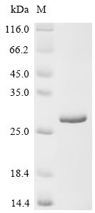 Recombinant Human Ras-related C3 botulinum toxin substrate 1 (RAC1), Homo sapiens (Human), E.coli, N-terminal 10xHis-tagged, 26.8kDa, purity >95% as determined by SDS-PAGE.