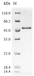 Recombinant Human UV excision repair protein RAD23 homolog A (RAD23A)