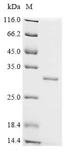 Recombinant Human Ras-related protein Rap-2c (RAP2C), Homo sapiens (Human), E.coli, C-terminal 6xHis-tagged, 27.3kDa, purity >95% as determined by SDS-PAGE.