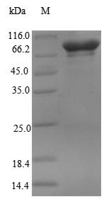 Recombinant Human RNA-binding protein 14 (RBM14), Homo sapiens (Human), E.coli, N-terminal 6xHis-SUMO-tagged, 85.5kDa, purity >90% as determined by SDS-PAGE.