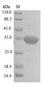 Recombinant Human Repulsive guidance molecule A (RGMA)